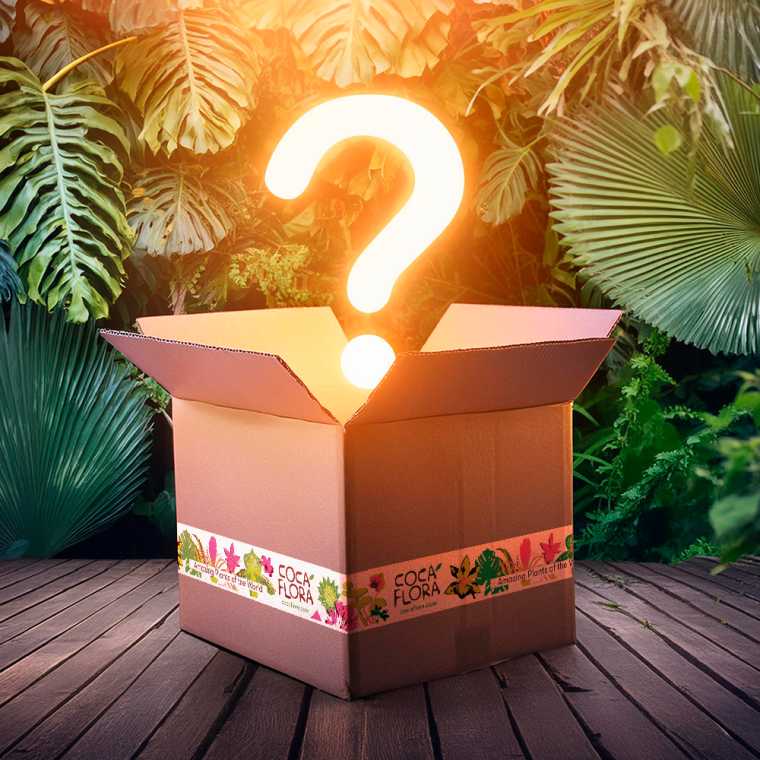 Mystery Box Polska przedziały cenowe